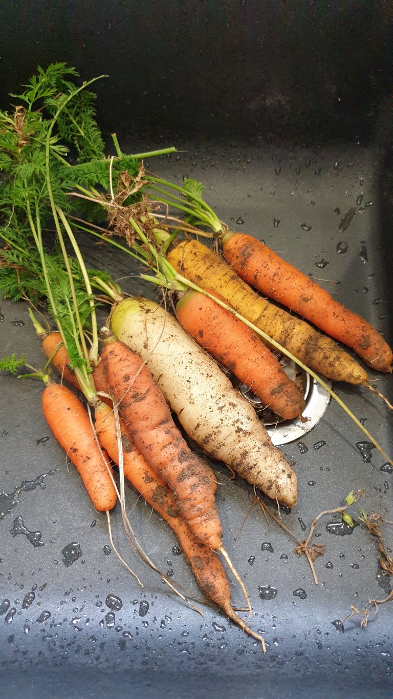 Carottes lactofermentées à l’orange