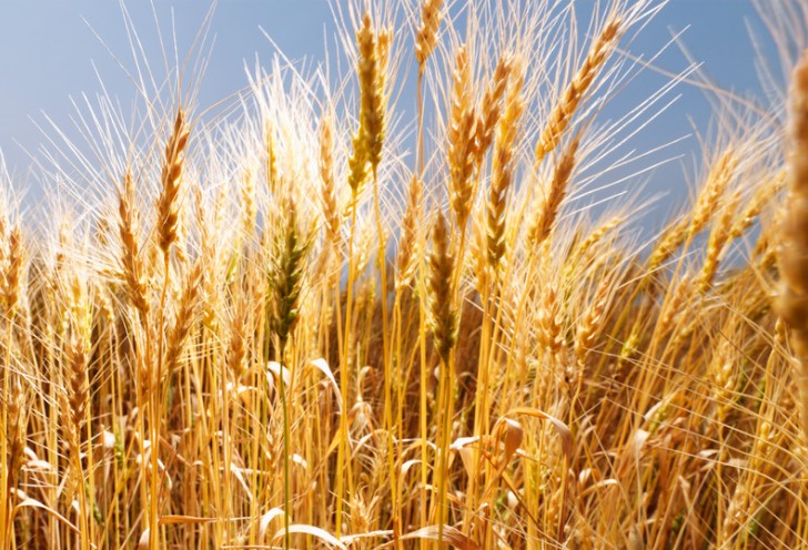 Tout savoir sur le Gluten : aliment sain ou glu qui tend ?